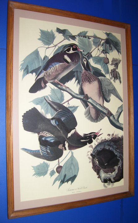 Audubon Framed Fine Art Print, about 1964